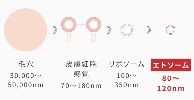 毛穴30,000〜50,000nm 皮膚細胞感覚70〜180nm リポソーム100〜350nm エトソーム80〜120nm